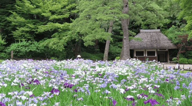 Hoa diên vĩ tại vườn Koishikawa Korakuen