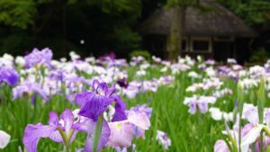 Hòa mình vào lễ hội hoa diên vĩ Koishikawa Korakuen