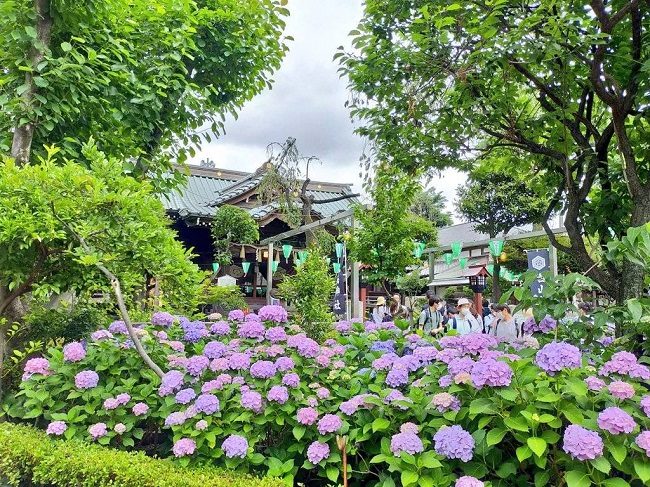 Lễ hội hoa cẩm tú cầu Bunkyo (Tokyo)