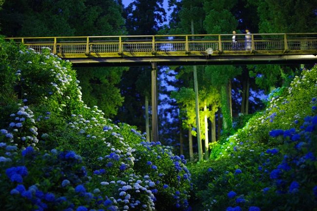 Lễ hội hoa cẩm tú cầu Kurobane (Tochigi)
