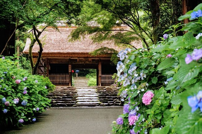 Lễ hội hoa cẩm tú cầu chùa A Di Đà (Yamaguchi)
