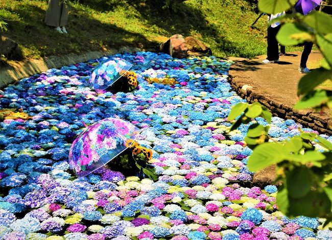 Lễ hội hoa cẩm tú cầu ở thị trấn Kaisei (tỉnh Kanagawa)