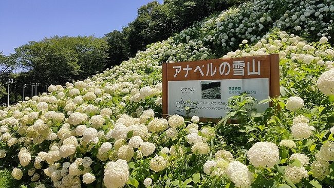 Lễ hội hoa cẩm tú cầu ở thung lũng Akigawa (Tokyo)