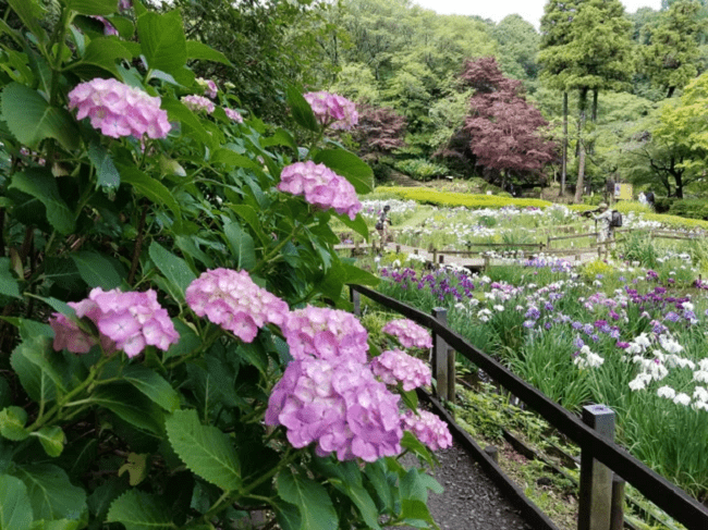 Lễ hội hoa diên vĩ và hoa cẩm tú cầu tại công viên Yakushiike (Tokyo)