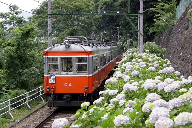 Mùa hoa cẩm tú cầu tại tuyến đường sắt Hakone Tozan (Kanagawa)
