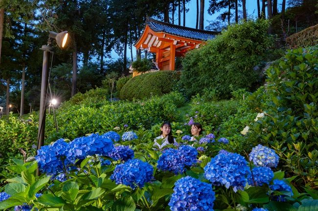 Vườn hoa cẩm tú cầu chùa Mimurotoji (Kyoto)