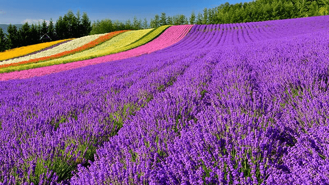 Cánh đồng hoa oải hương tại Hokkaido