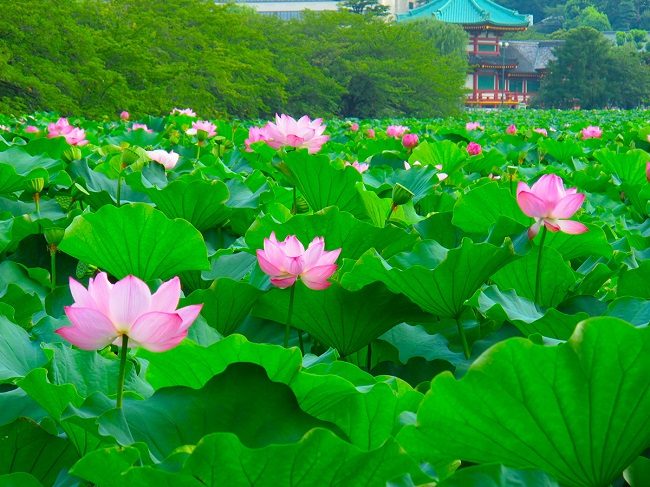 Mùa hè Nhật Bản không thể thiếu hoa sen
