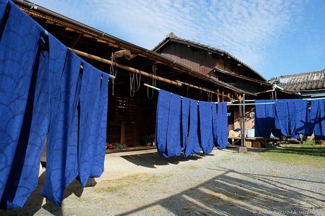 Kurume Kasuri nhuộm chàm Fukuoka