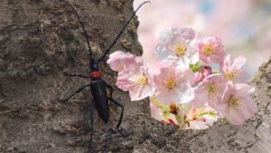 Săn bọ cánh cứng nhận tiền thưởng, giải cứu cây sakura