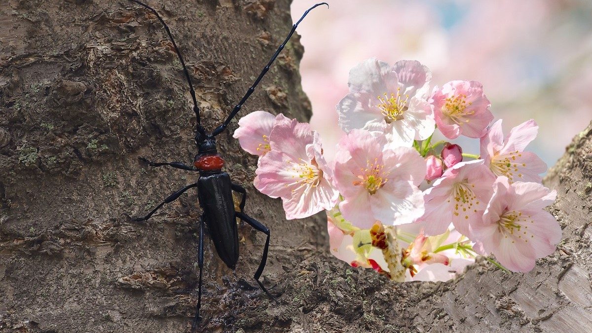 San-bo-canh-cung-nhan-tien-thuong-giai-cuu-cay-sakura