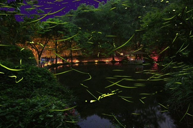 lễ hội đom đóm Setagaya