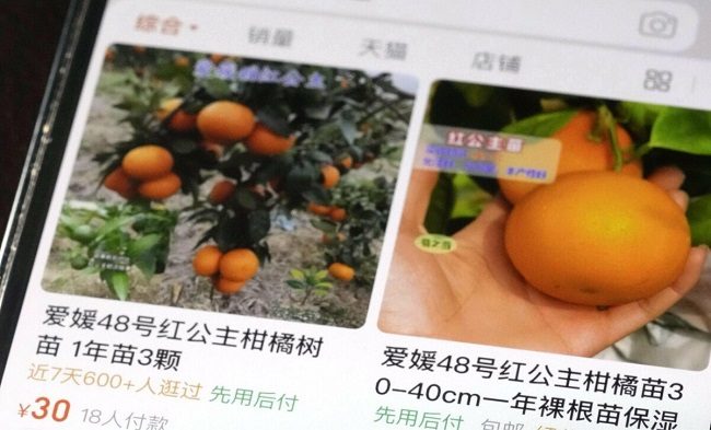 Quý Nhật bị đánh cắp giống và bán trên sàn thương mại điện tử Trung Quốc