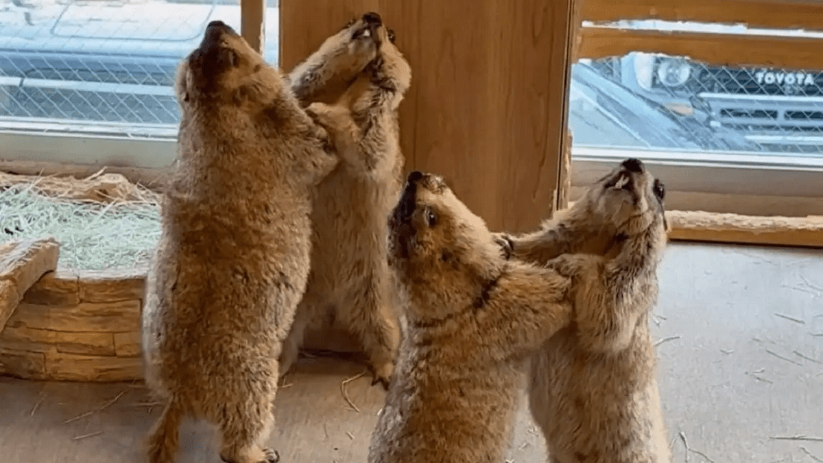 Thư giãn cùng những chú chuột chũi Marmot ngay tại Tokyo