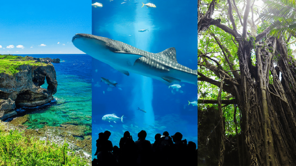 Cách du lịch Okinawa từ Tokyo: chọn phương tiện, chi phí và kinh nghiệm đặt vé